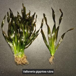 Vallisneria gigantea rubra – loose