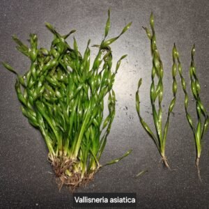 Vallisneria asiatica – loose