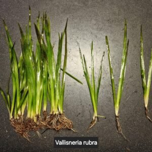 Vallisneria rubra – loose