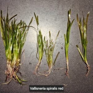 vallisneria spiralis red